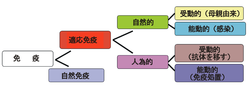 免疫 (医学)のサムネイル