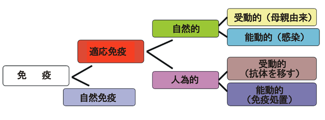 「免疫」の画像検索結果