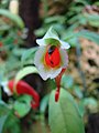 Impatiens paucidentata Dewild.