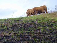 Ganado pastando hierba nacida tras un incendio