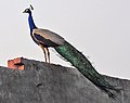Indian Peacock (Pavo cristatus) at a roof-top near Hodal I Picture 2176.jpg