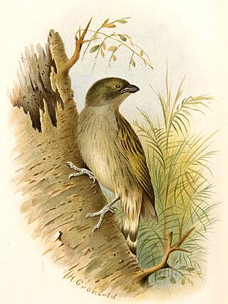 <span class="mw-page-title-main">Willcocks's honeyguide</span> Species of bird