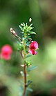 Indigofera aspalathoides. (31423663712).jpg