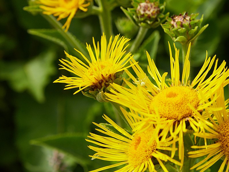 File:Inula helenium-IMG 0695.jpg