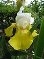 Iris germanica13.jpg