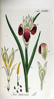 Miniatura para Iris (planta)