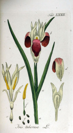 Iris tuberosa Ypey72.jpg