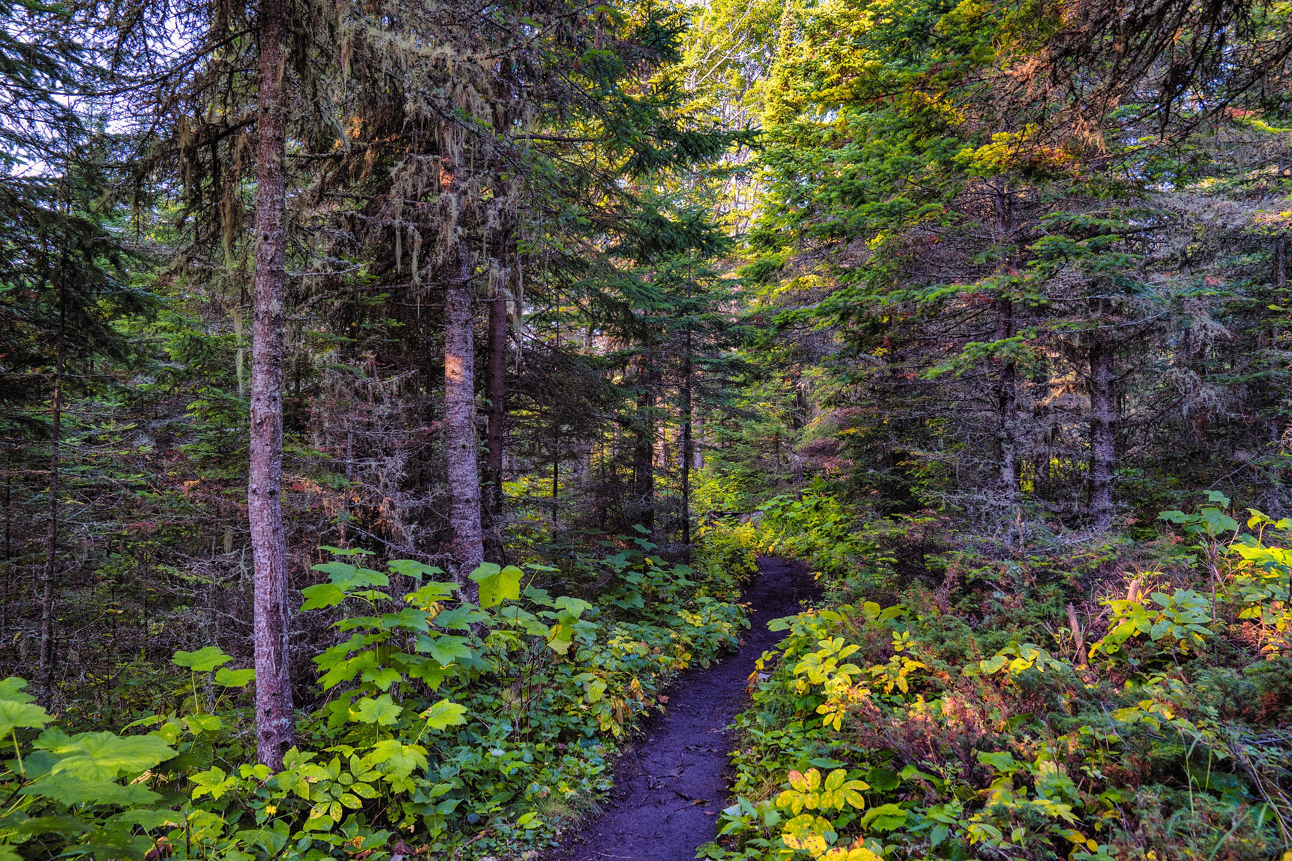 winding mountain trail