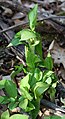 Jack-in-the-pulpit.JPG