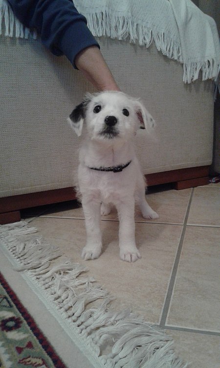 Terier Jack Russell