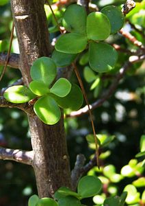 Feuilles de jade.jpg