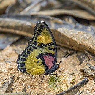 <i>Euphaedra janetta</i> Species of butterfly