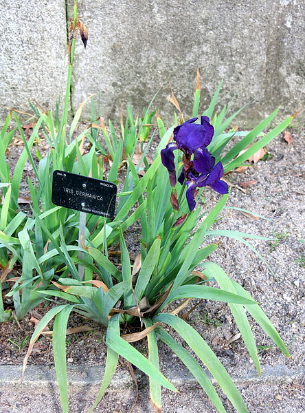 File:Jardín Botánico de Madrid en febrero (16655345341).jpg