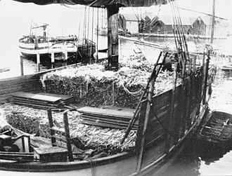 A jekt
with stockfish in Sandviken i Bergen. Photography taken some time between 1870 and 1890 Jekt med torrfisk.jpg