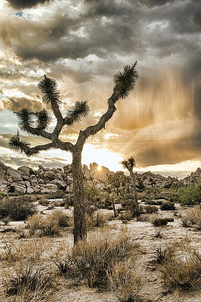 File:Joshua Tree National Park (15249961546).jpg