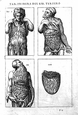 Juan Valverde de Hamusco; Four views of intestines Wellcome L0018720.jpg