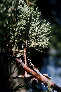 <i>Juniperus deppeana</i> species of plant