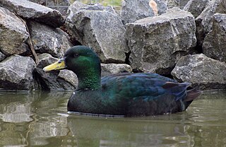 <span class="mw-page-title-main">East Indie</span> Breed of ornamental bantam duck
