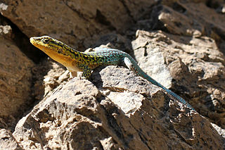 <i>Liolaemus</i> Genus of lizards