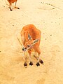 Kangaroo at Oji Zoo