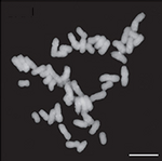 Karyotype of Tobacco (Nicotiana tabacum).png