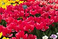 * Nomination: Tulips at the Keukenhof --Atamari 20:11, 11 July 2018 (UTC) * * Review needed