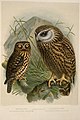 Keulemans, John Gerrard 1842-1912 -Morepork, Spiloglaux novae-zealandiae; Laughing owl, Sceloglaux novae-zelandiae. (One-half natural size). - J. G. Keulemans delt. and lith. (Plate XX. 1888). (21289771031).jpg