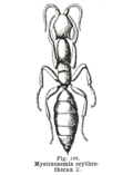 Miniatura para Sclerogibbidae