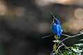 Kingfisher Common.jpg