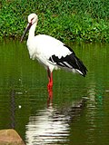 Thumbnail for Oriental stork