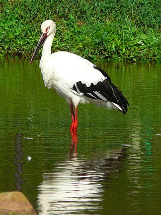 <span class="mw-page-title-main">Oriental stork</span> Species of bird