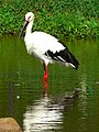 Oriental white stork