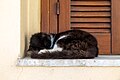 * Nomination Sleeping cat on a windowsill in Preveli monastery, Asomatos, Crete, Greece --XRay 03:52, 23 September 2023 (UTC) * Promotion  Support Good quality. --Terragio67 04:02, 23 September 2023 (UTC)