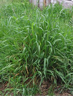 <i>Elymus repens</i> Species of grass