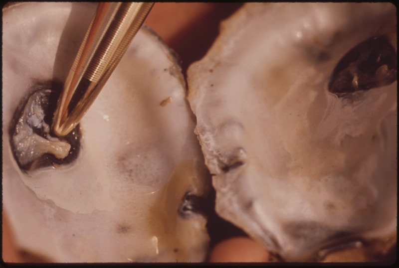 File:LAKE BORGNE OYSTERMEN CLAIM RELEASE OF MISSISSIPPI RIVER FLOOD WATERS HAS POLLUTED THEIR OYSTER BEDS. SOME OF THE MEN... - NARA - 552880.tif