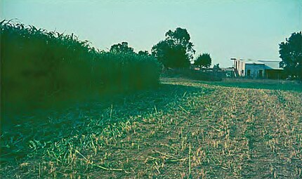 Can Rufí de Riudellots de la Selva (Selva), setembre de 1968