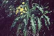 Sonchus hierrensis