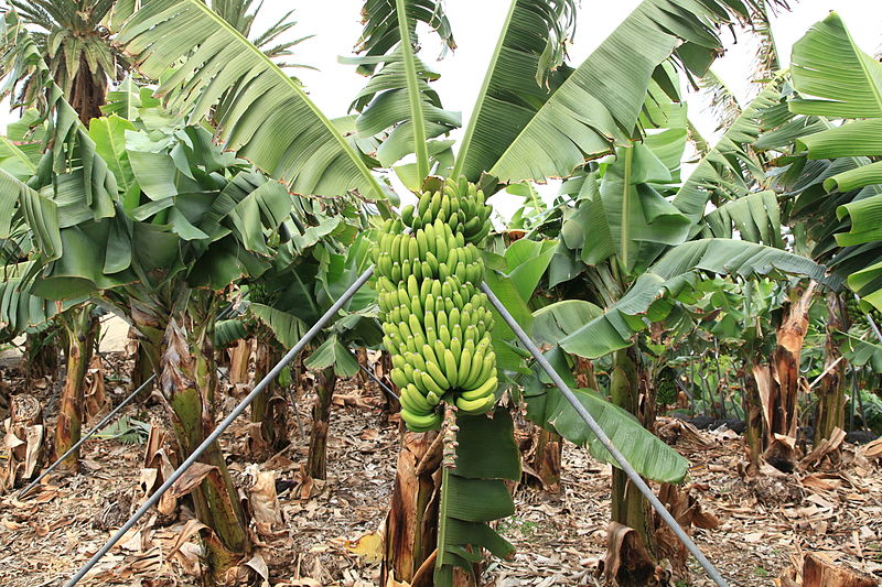 File:La Palma - San Andres y Sauces - San Andres - Calle San Sebastián 09 ies.jpg