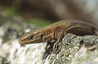 The viviparous lizard is the only land reptile native to Ireland. Lacerta vivipara 1 (Marek Szczepanek).jpg