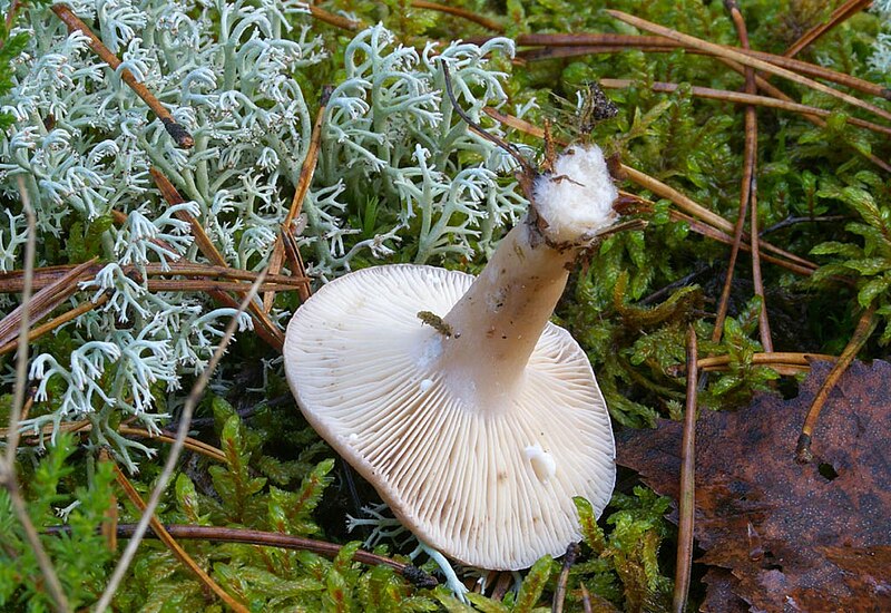 File:Lactarius trivialis 05.jpg