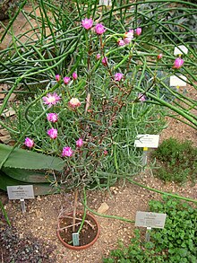 Lampranthus sociorus - Берлинский ботанический сад - IMG 8776.JPG