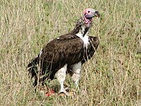 Vulture, Lappet-faced Torgos tracheliotos