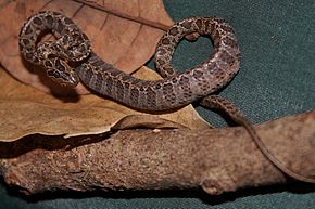 Descripción de la imagen de la serpiente gato de manchas grandes (Boiga multomaculata) 繁花 林 蛇 13.jpg.