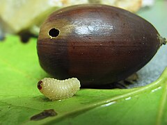 Larva de Balanino o Gorgojo de las bellotas (15619999059).jpg