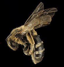 Lasioglossum pacificum, F, Сиде, Вашингтон, округ Сан-Хуан 2014-05-30-16.25.21 ZS PMax.jpg