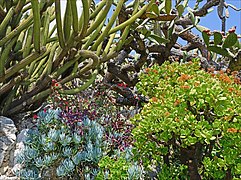 Jardin Exotique De Monaco: Présentation, Galerie dimages, Grotte de lObservatoire