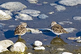 Petits chevaliers au San Simeon State Park de Morro Bay