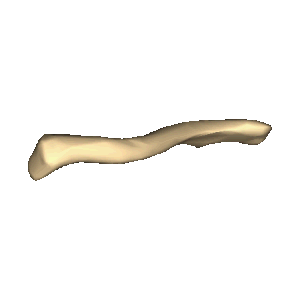 Shape of collarbone (left). Animation.