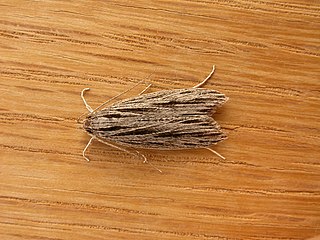 <i>Leistarcha scitissimella</i> Species of moth