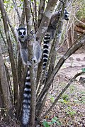Кошачий лемур, Мадагаскар